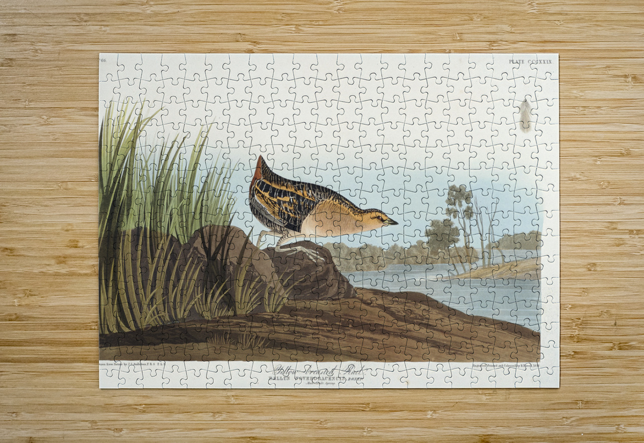 Yellow-breasted Rail IStockHistory com Puzzle printing