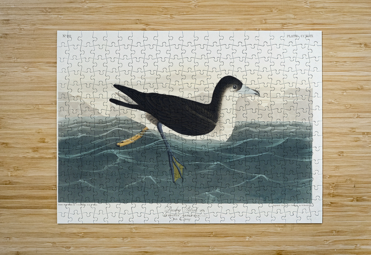 Dusky Petrel IStockHistory com Puzzle printing