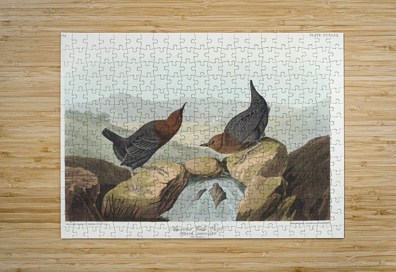American Redstart IStockHistory com Puzzle printing
