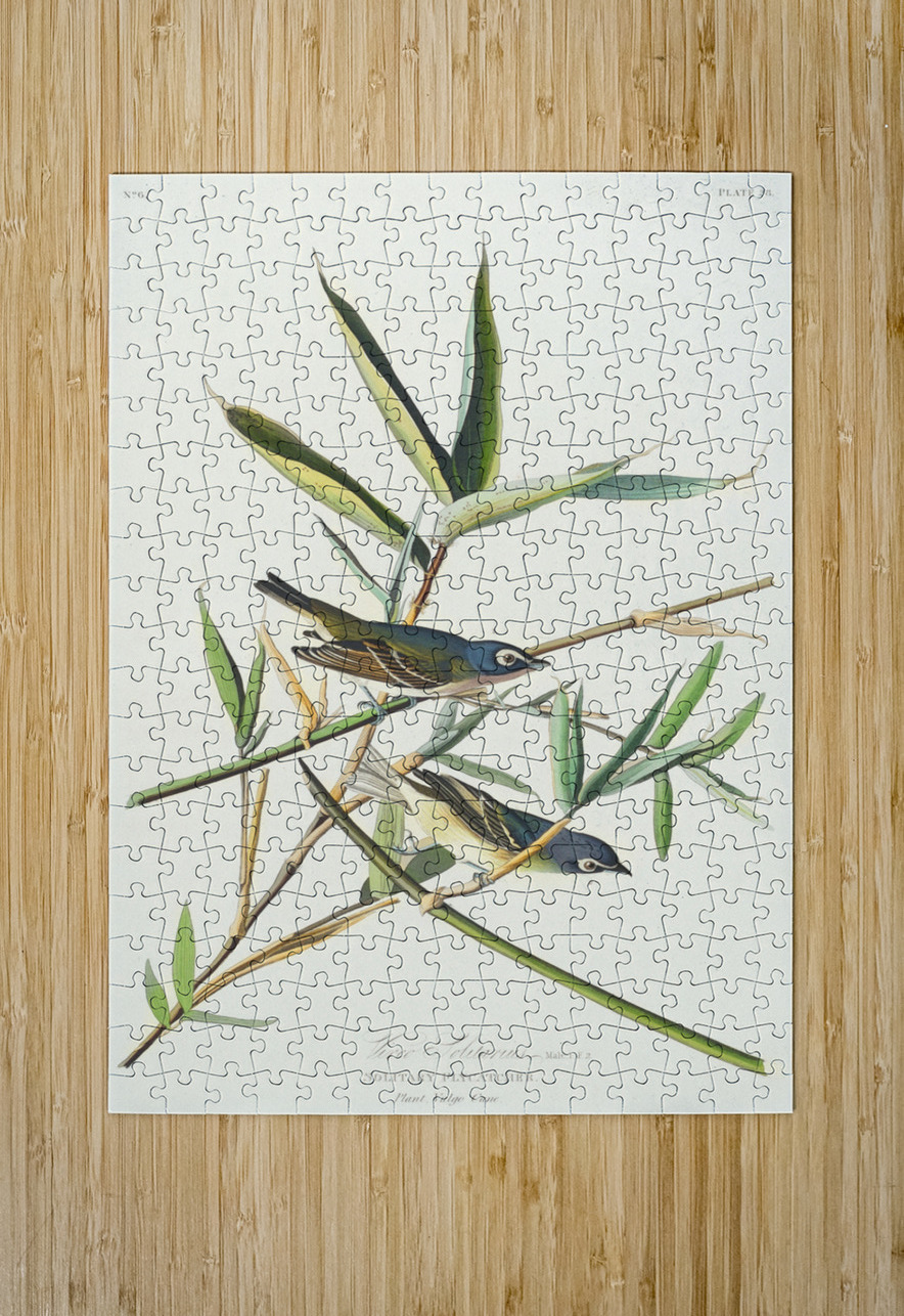 Vireo Solitarius IStockHistory com Puzzle printing