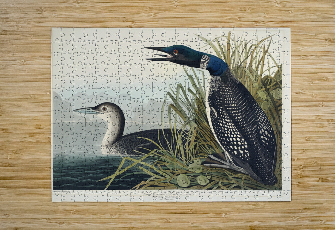 Great Northern Diver or Loon IStockHistory com Puzzle printing