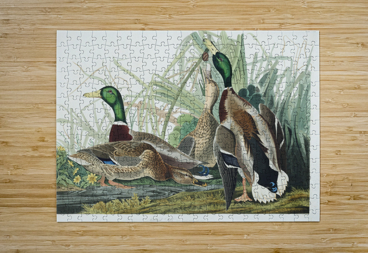 Mallard Duck IStockHistory com Puzzle printing