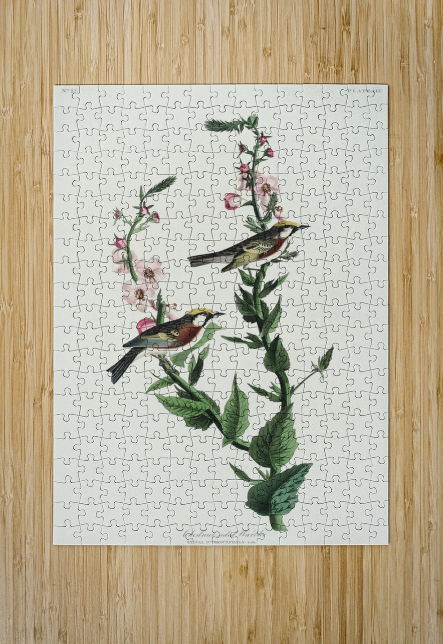 Chestnut-sided Warbler IStockHistory com Puzzle printing