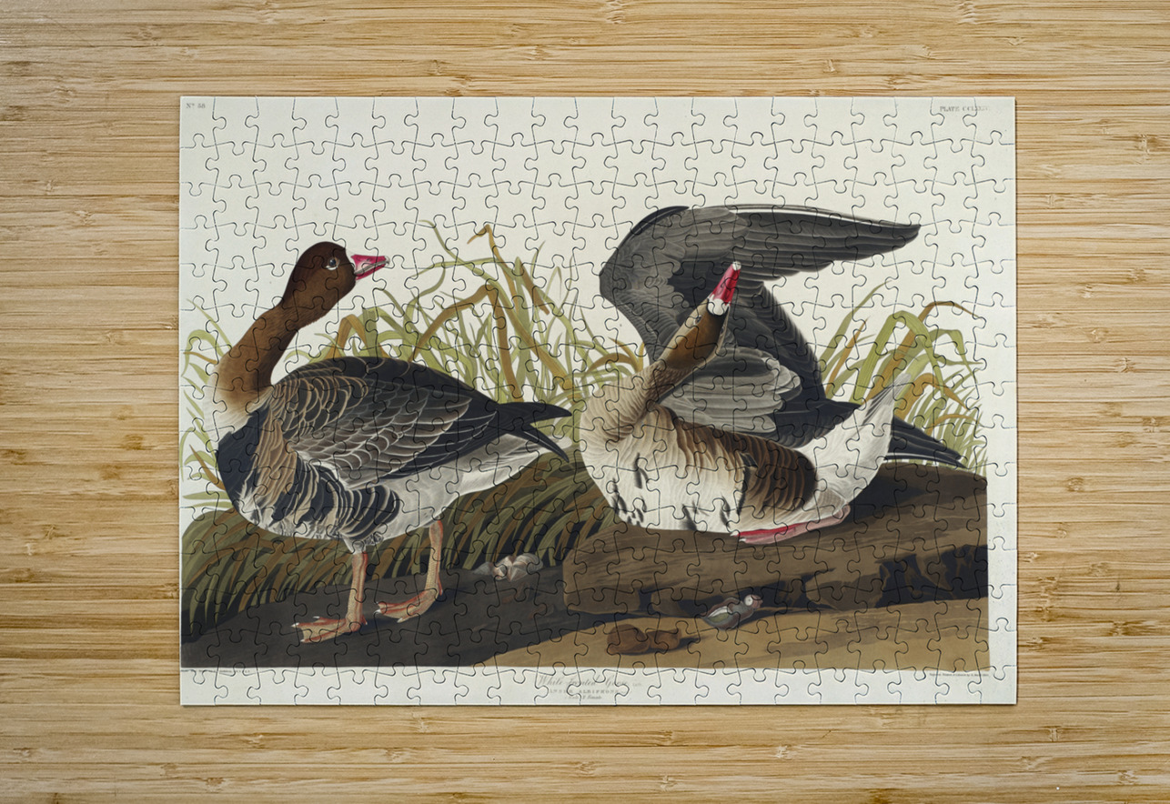 White-fronted Goose IStockHistory com Puzzle printing