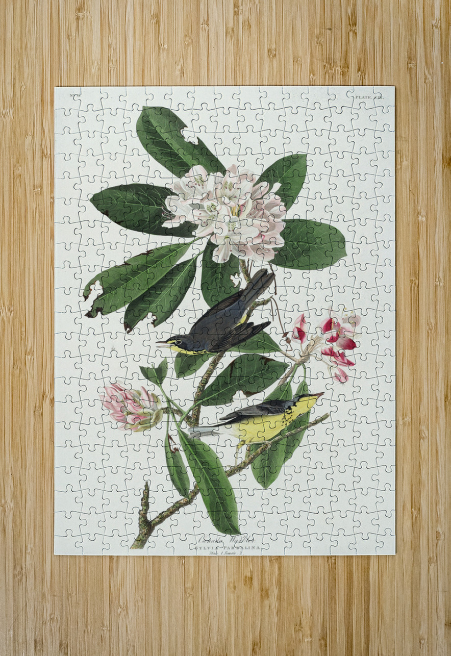 Canada Warbler IStockHistory com Puzzle printing