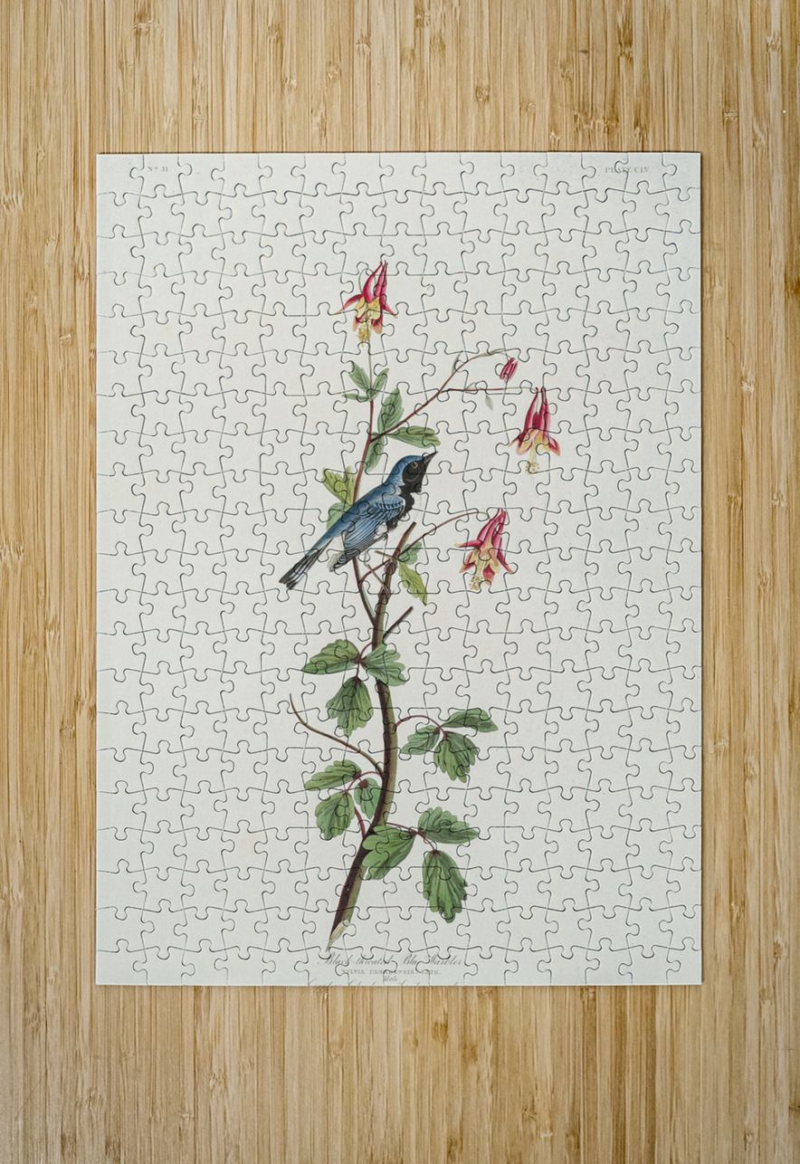Black-throated Blue Warbler IStockHistory com Puzzle printing