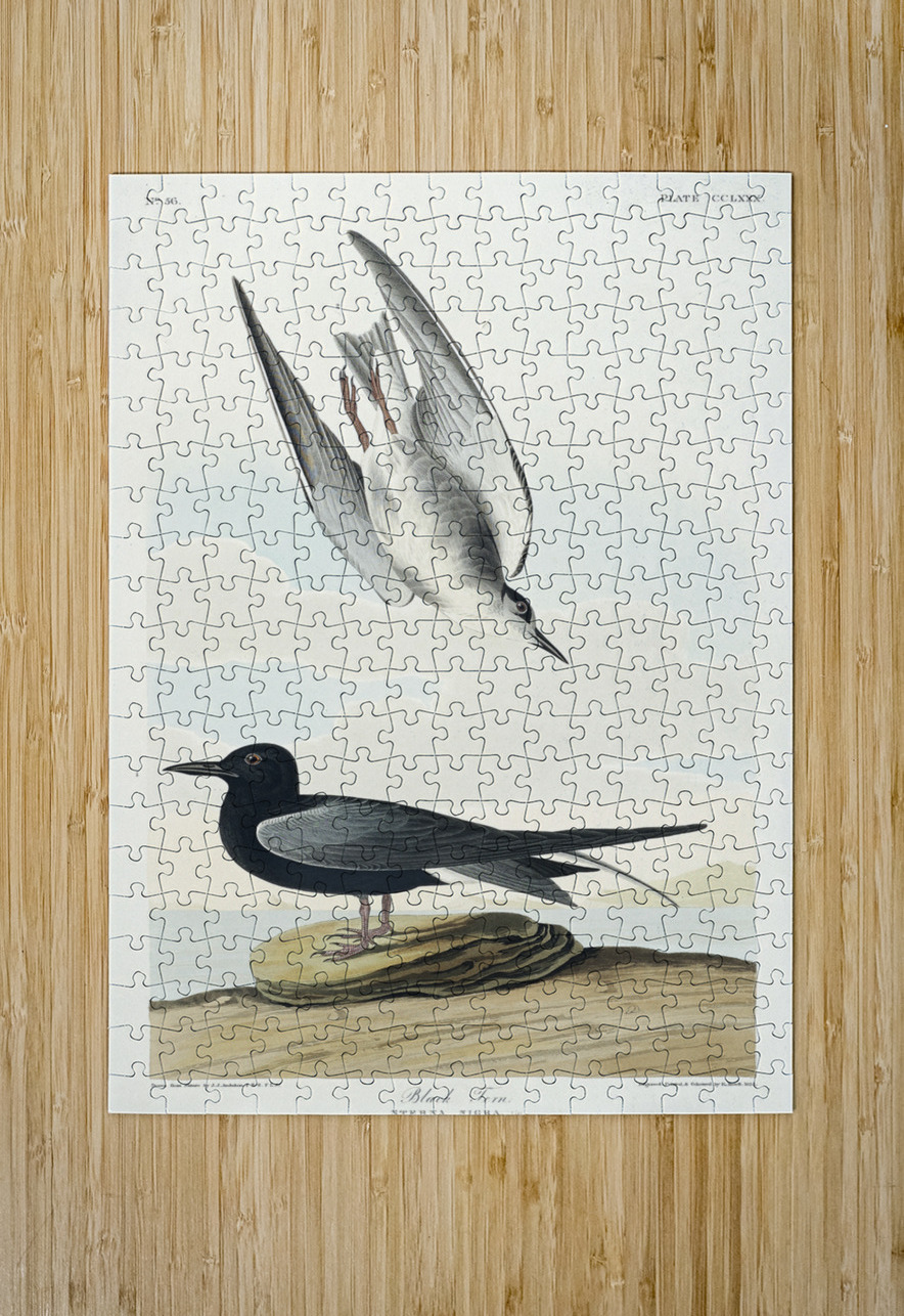 Black Tern IStockHistory com Puzzle printing
