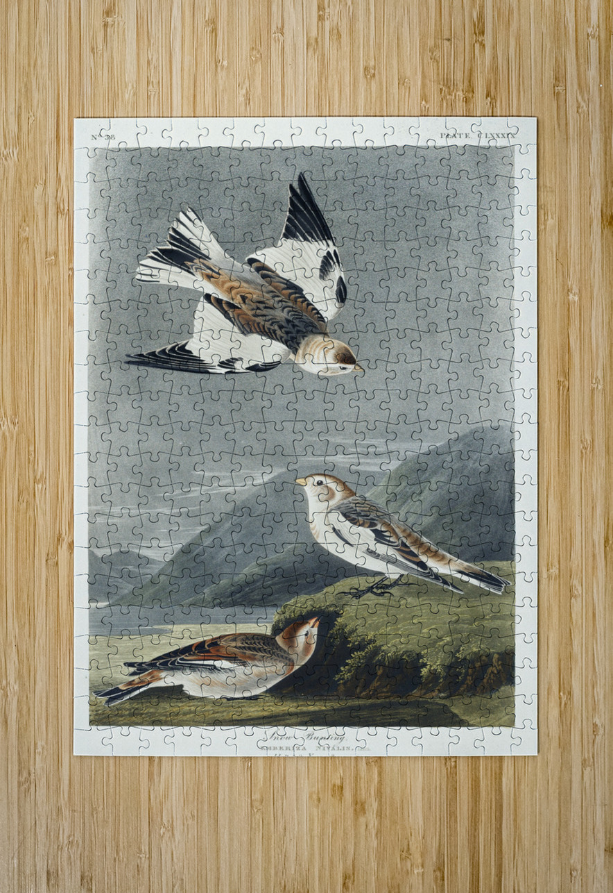 Snow Bunting IStockHistory com Puzzle printing