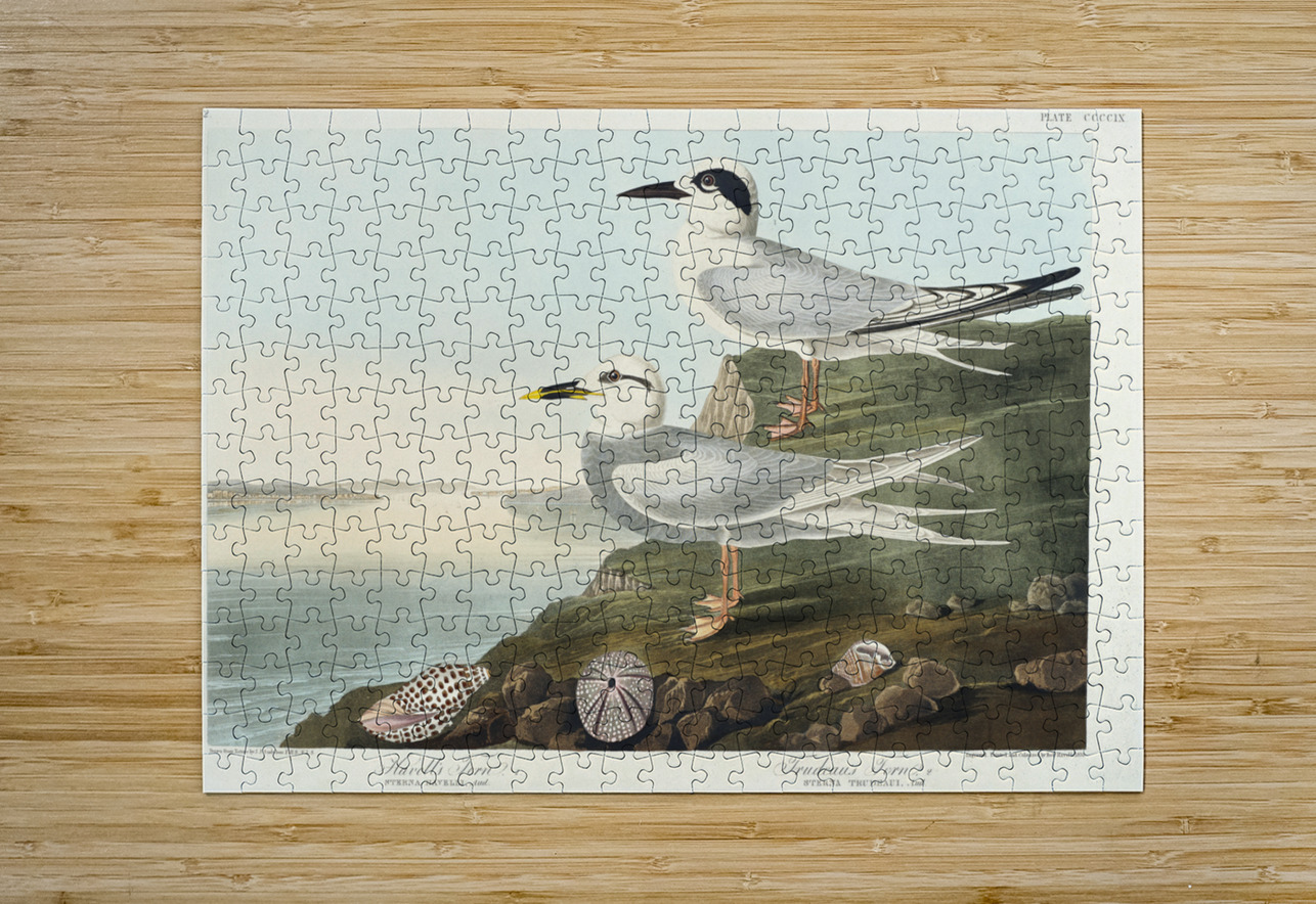 Havells Tern and Trudeaus Tern IStockHistory com Puzzle printing