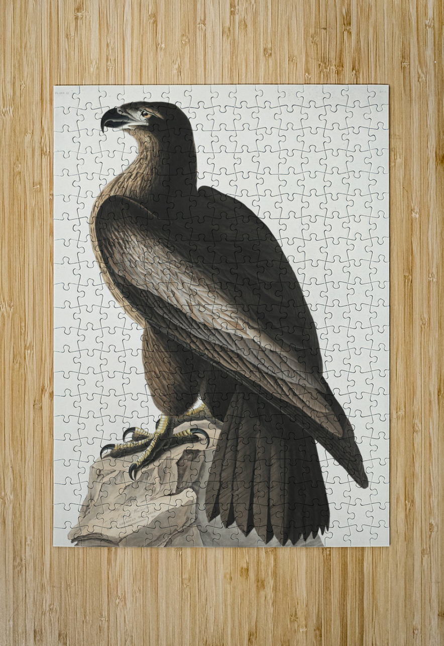 The Bird of Washington or Great American Sea Eagle IStockHistory com Puzzle printing