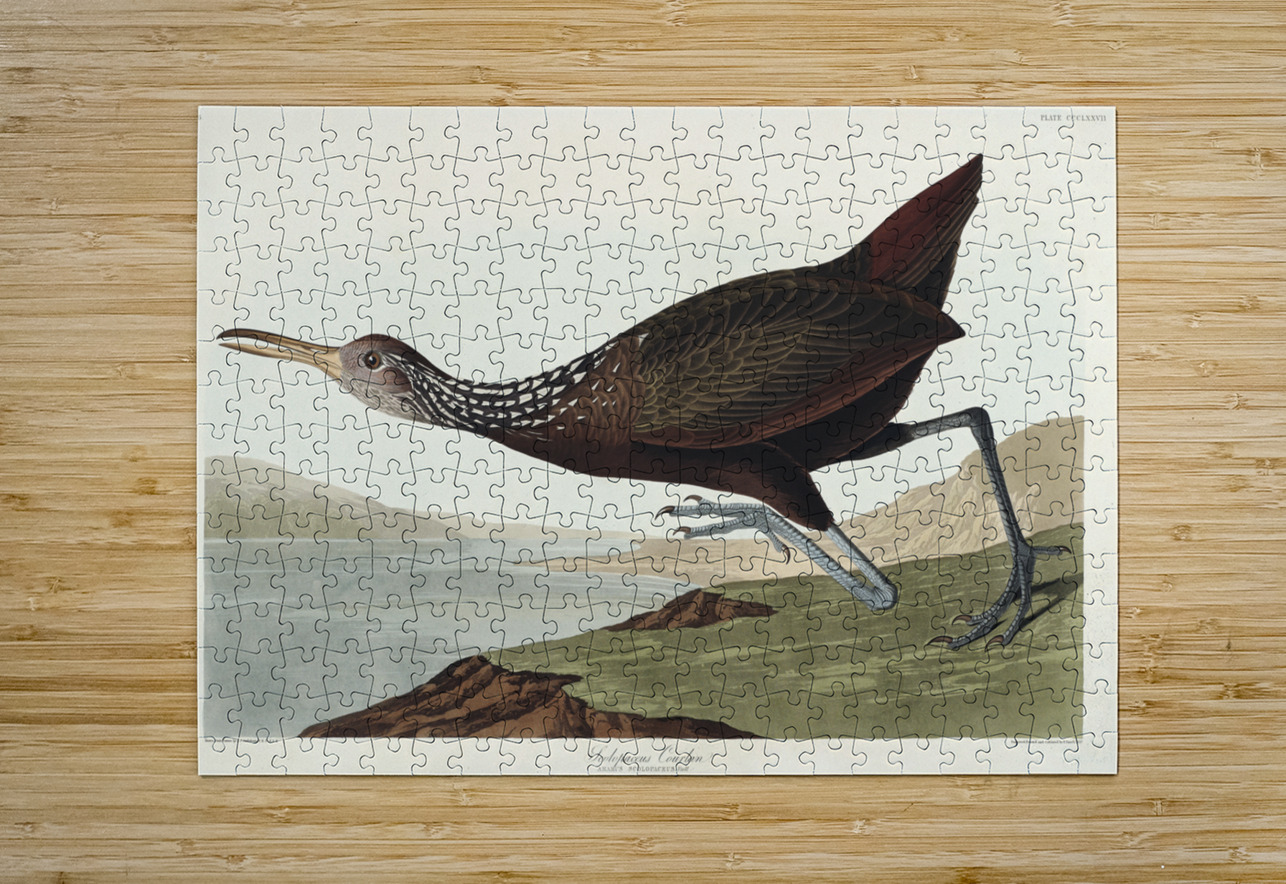 Scolopaceus Courlan IStockHistory com Puzzle printing