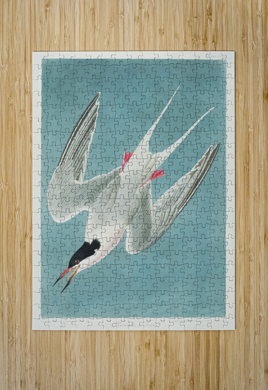 Roseate Tern IStockHistory com Puzzle printing