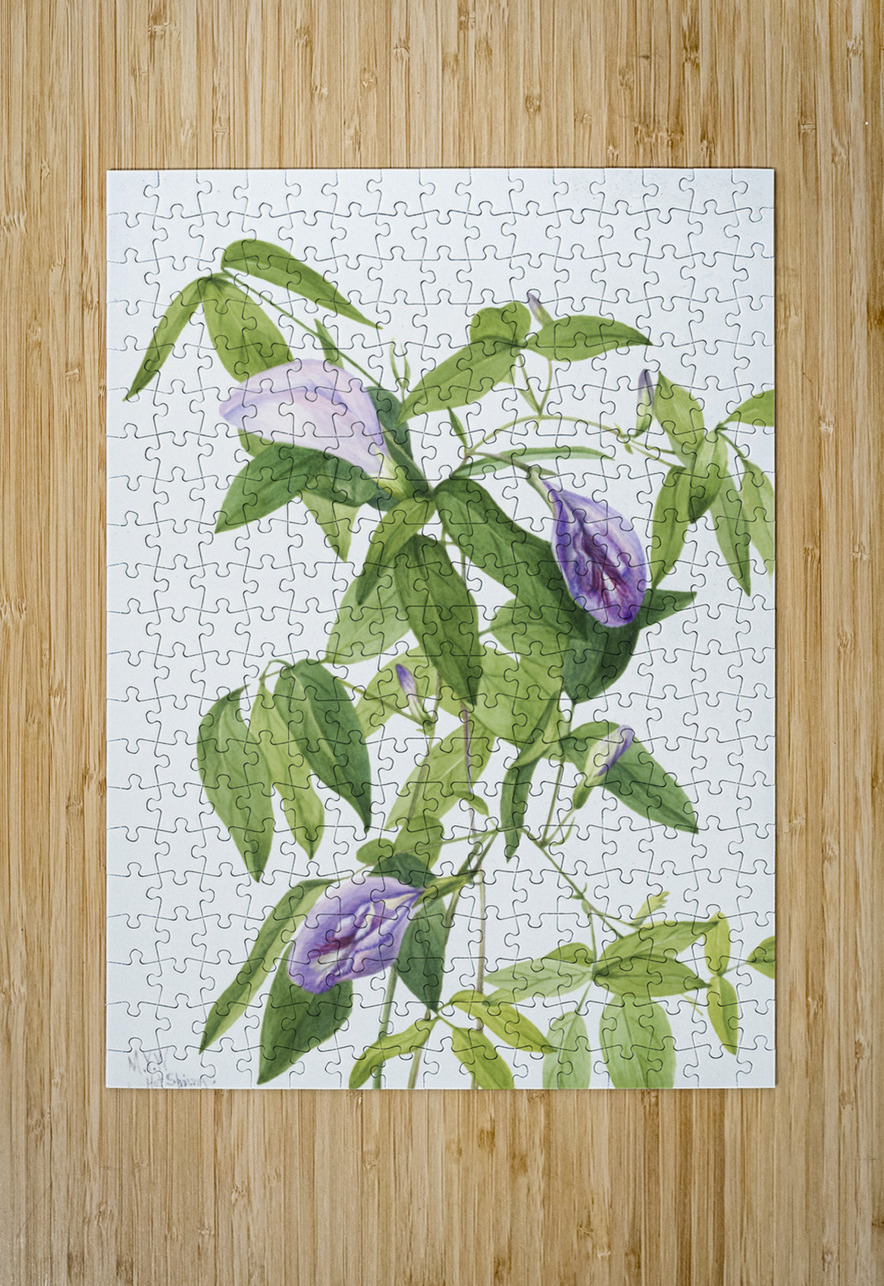 Butterfly Pea Clitoria mariana 1934 IStockHistory com Puzzle printing