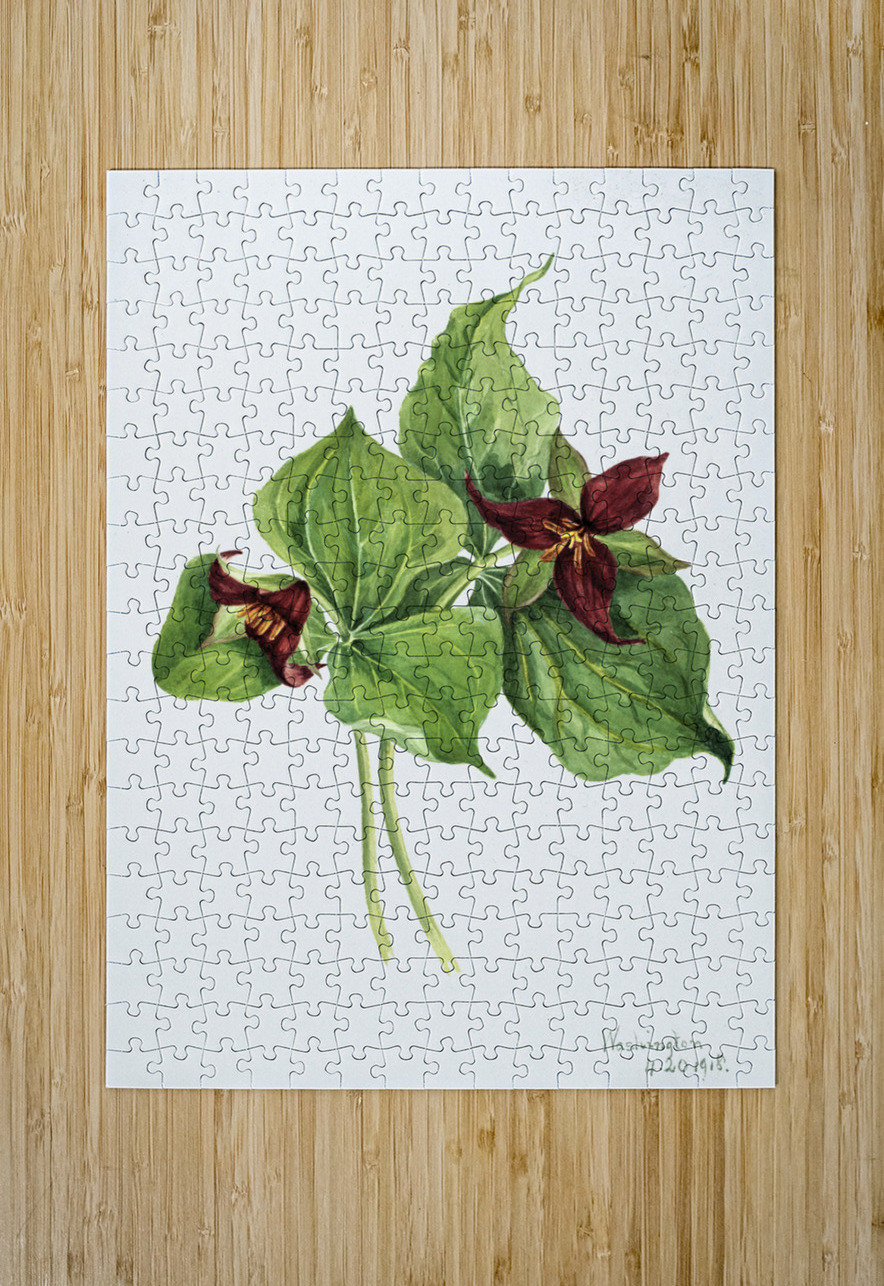 Giant Helleborine Epipactia gigantea 1880 IStockHistory com Puzzle printing