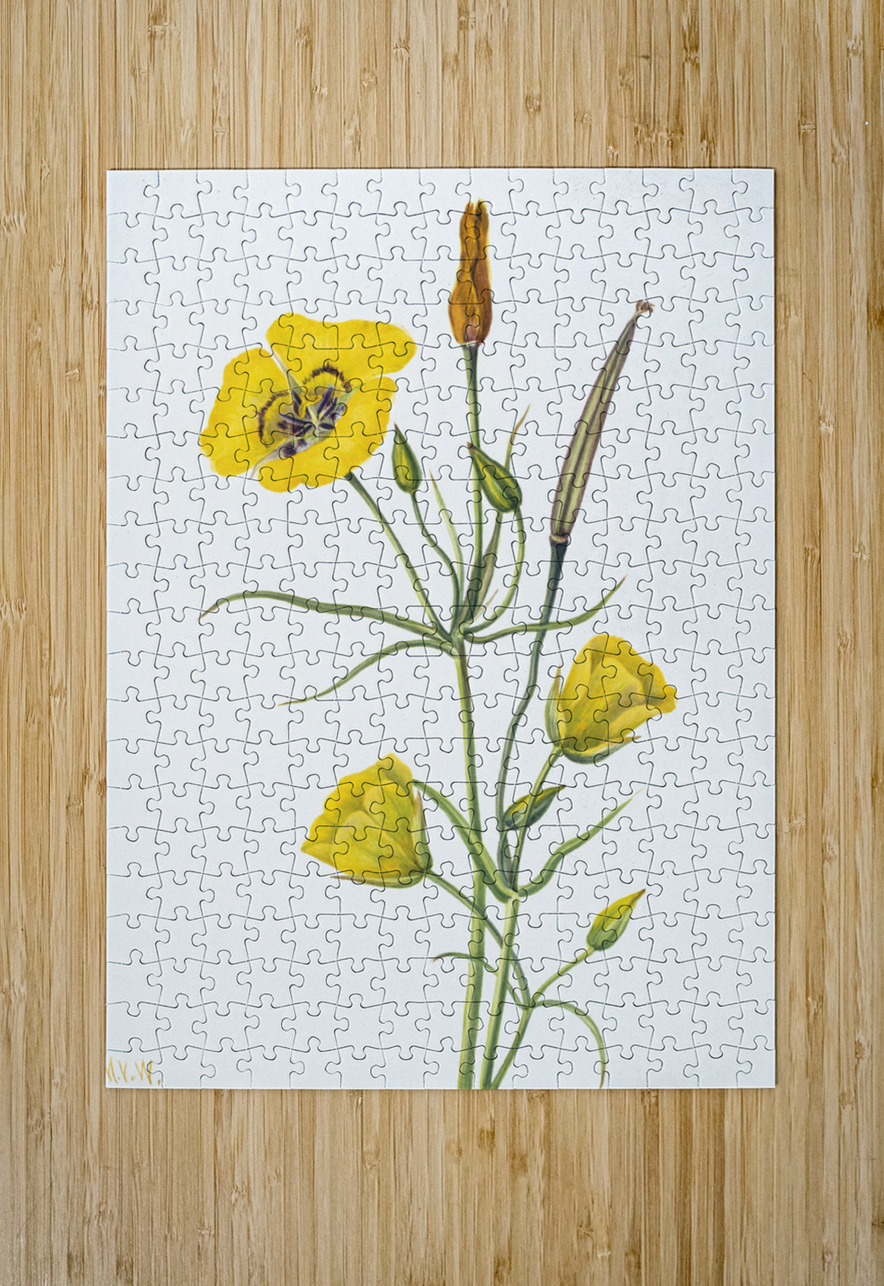 Harebell Campanula rotundifolia 1916 IStockHistory com Puzzle printing