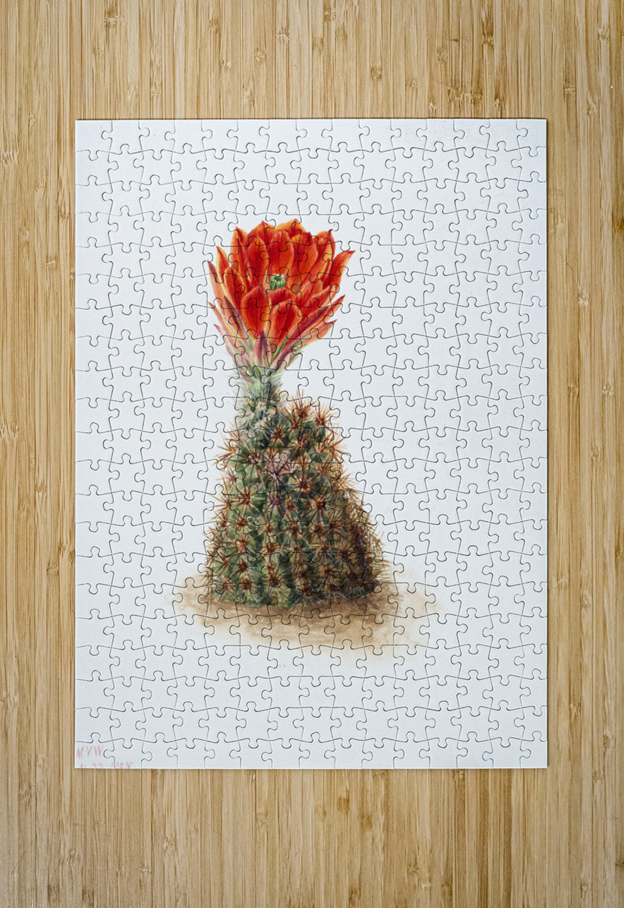 Cucumber Cactus 1939 IStockHistory com Puzzle printing