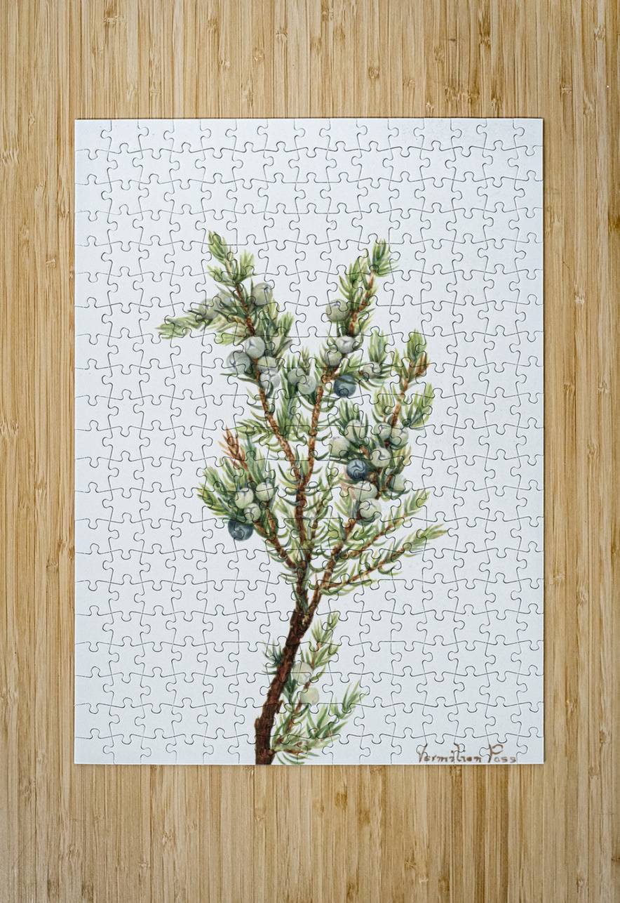 Mountain Juniper Juniperus sibirica 1917 IStockHistory com Puzzle printing