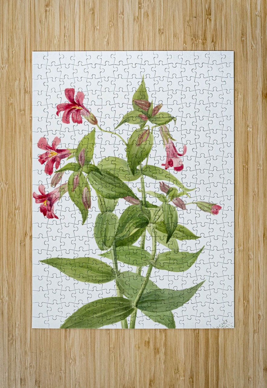 Lewis Monkey Flower Mimulus lewisii 1899 IStockHistory com Puzzle printing