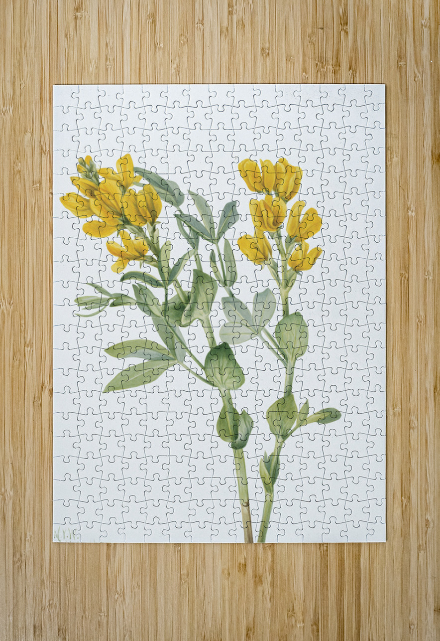 Goldenpea Thermopsis rhombifolia 1923 IStockHistory com Puzzle printing
