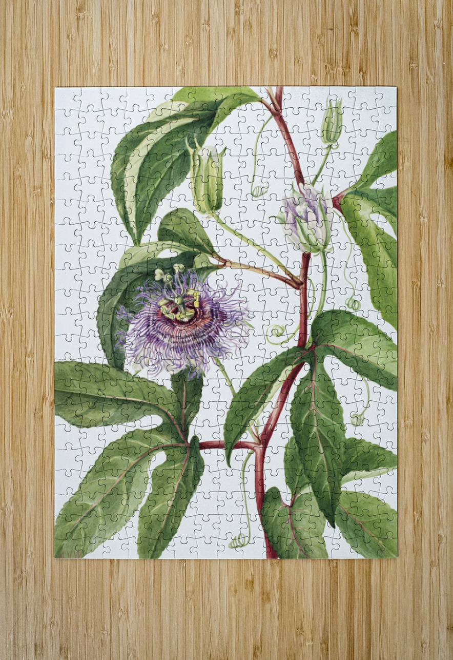 Maypop Passiflora incarnata 1926 IStockHistory com Puzzle printing