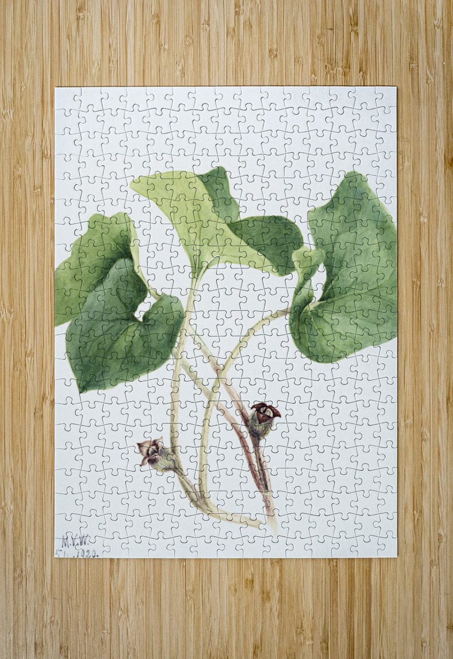 Maypop Passiflora incarnata 1926 IStockHistory com Puzzle printing