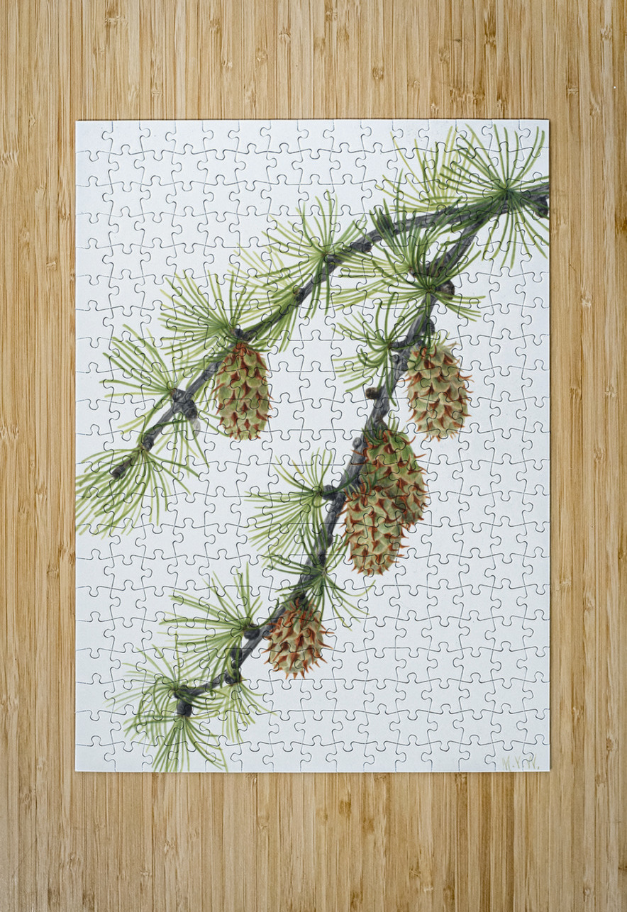 Western Larch Larix occidentalis 1923 IStockHistory com Puzzle printing