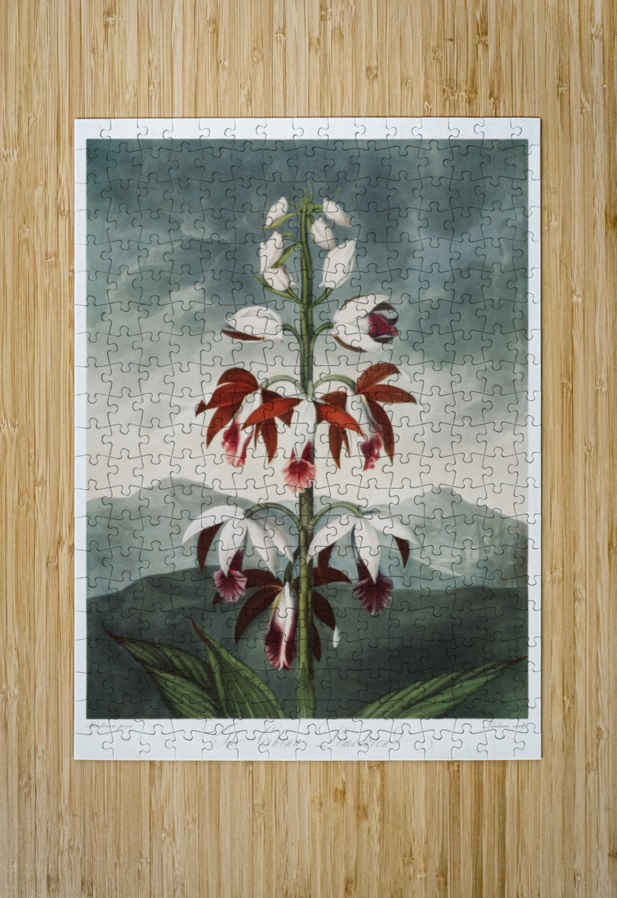 The Chinese Limodoron IStockHistory com Puzzle printing