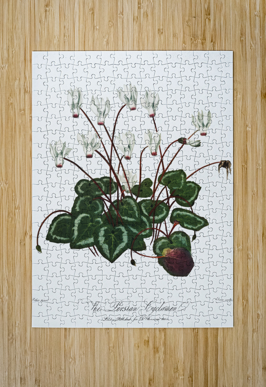 The Narrow–Leaved Kalmia IStockHistory com Puzzle printing