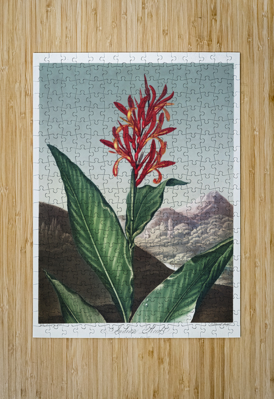 Indian Reed  IStockHistory com Puzzle printing