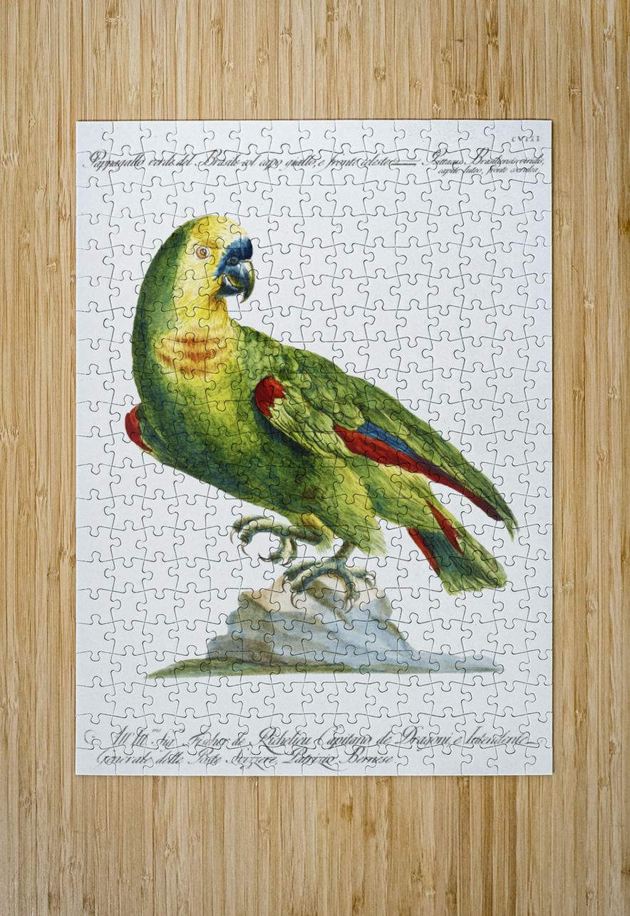 Pappagallo verde del Brasile col capo giallo e fronte celeste Parrot IStockHistory com Puzzle printing