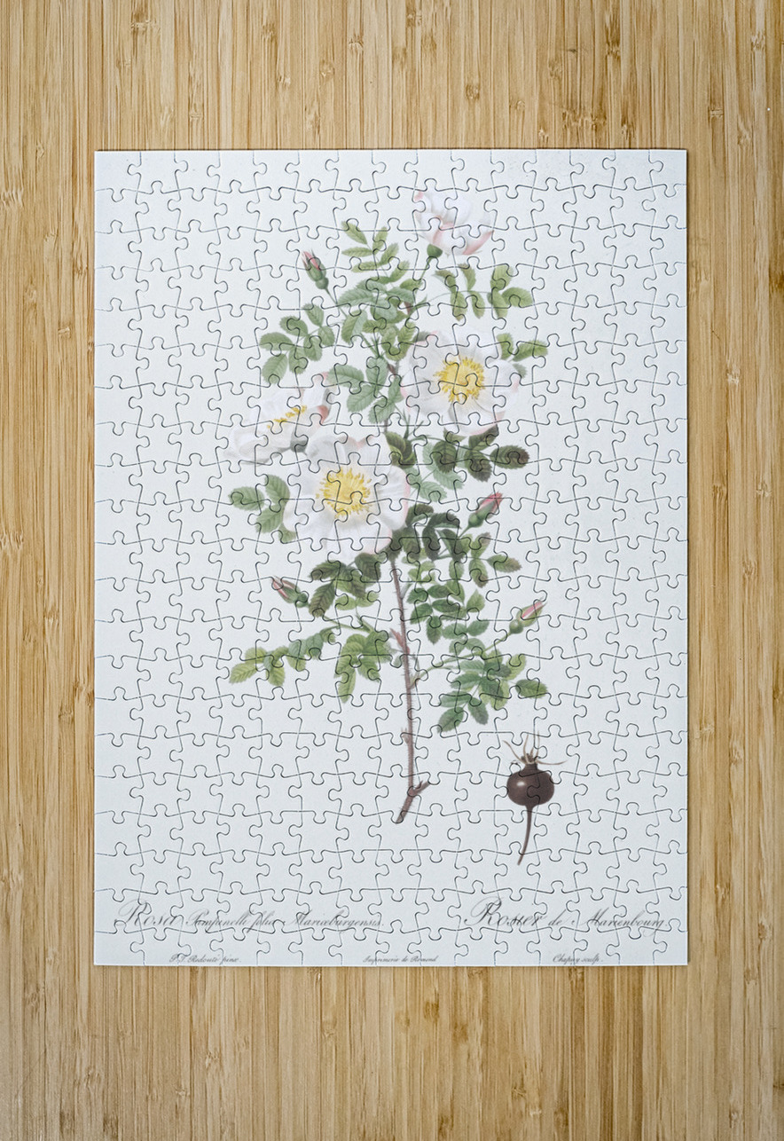 White burnet roses IStockHistory com Puzzle printing