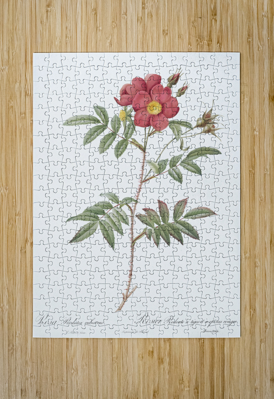 Vintage red rose IStockHistory com Puzzle printing