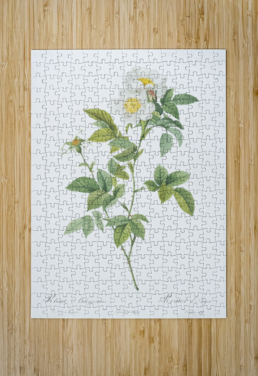 Vintage red rose IStockHistory com Puzzle printing