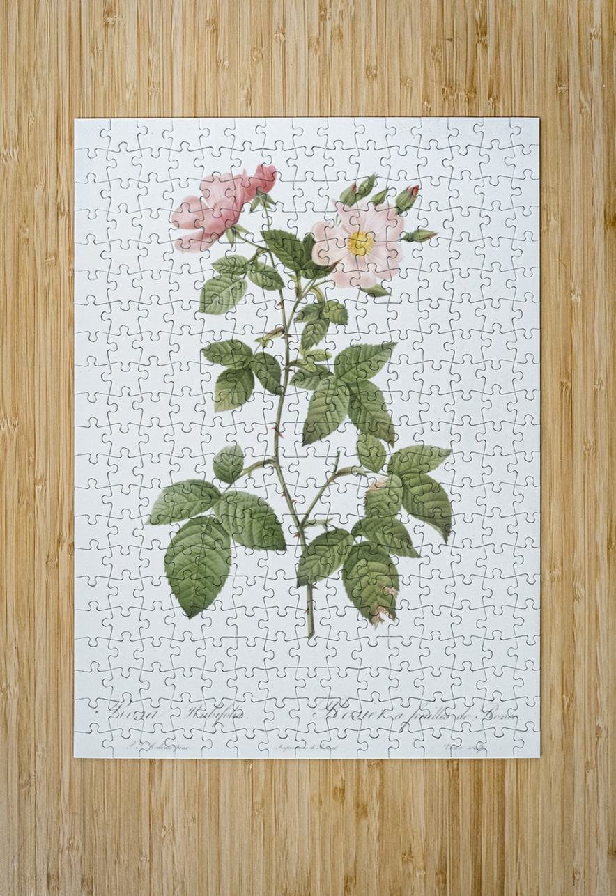 Redleaf rose in bloom IStockHistory com Puzzle printing