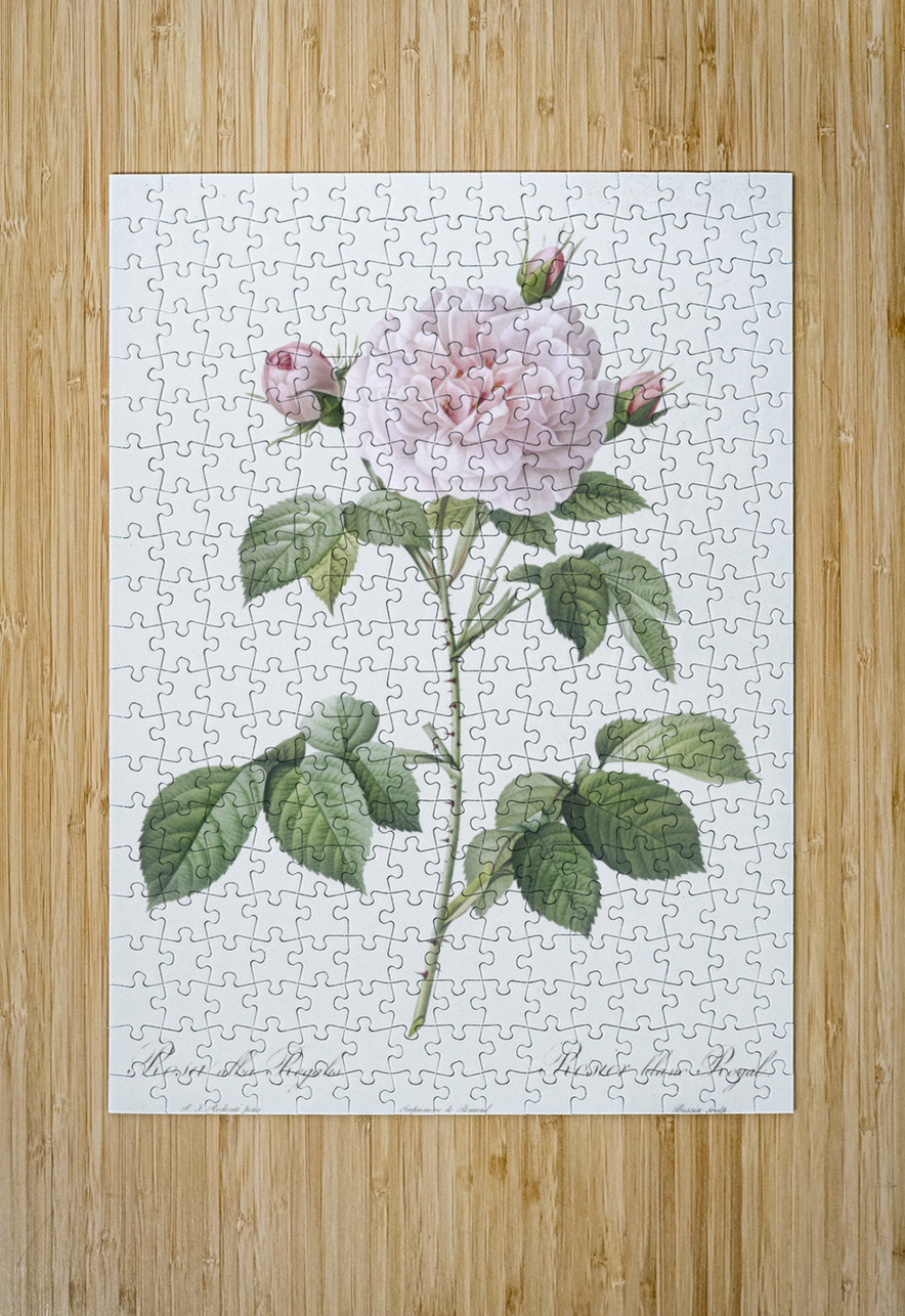 Vintage rosa alba IStockHistory com Puzzle printing