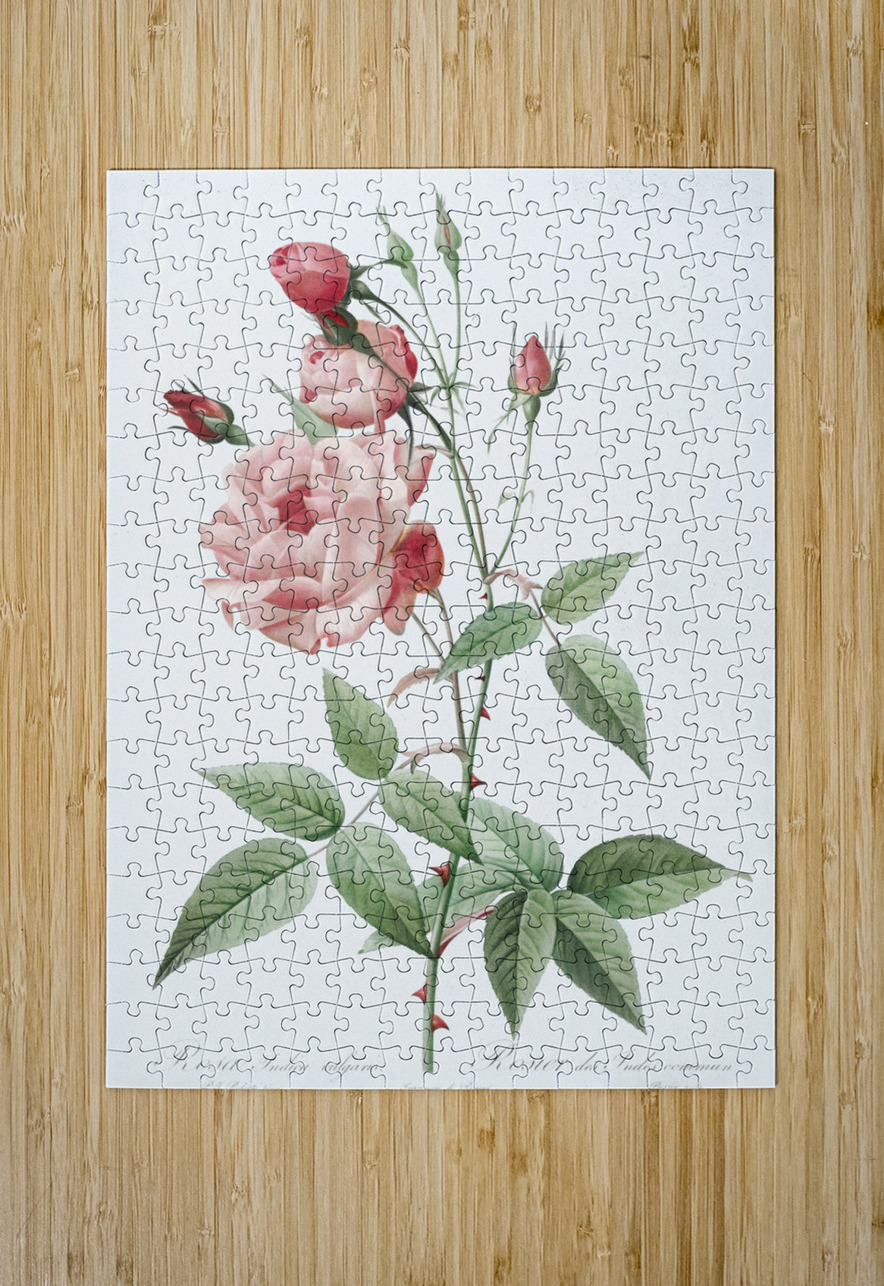 Anemone flowered sweetbriar rose IStockHistory com Puzzle printing