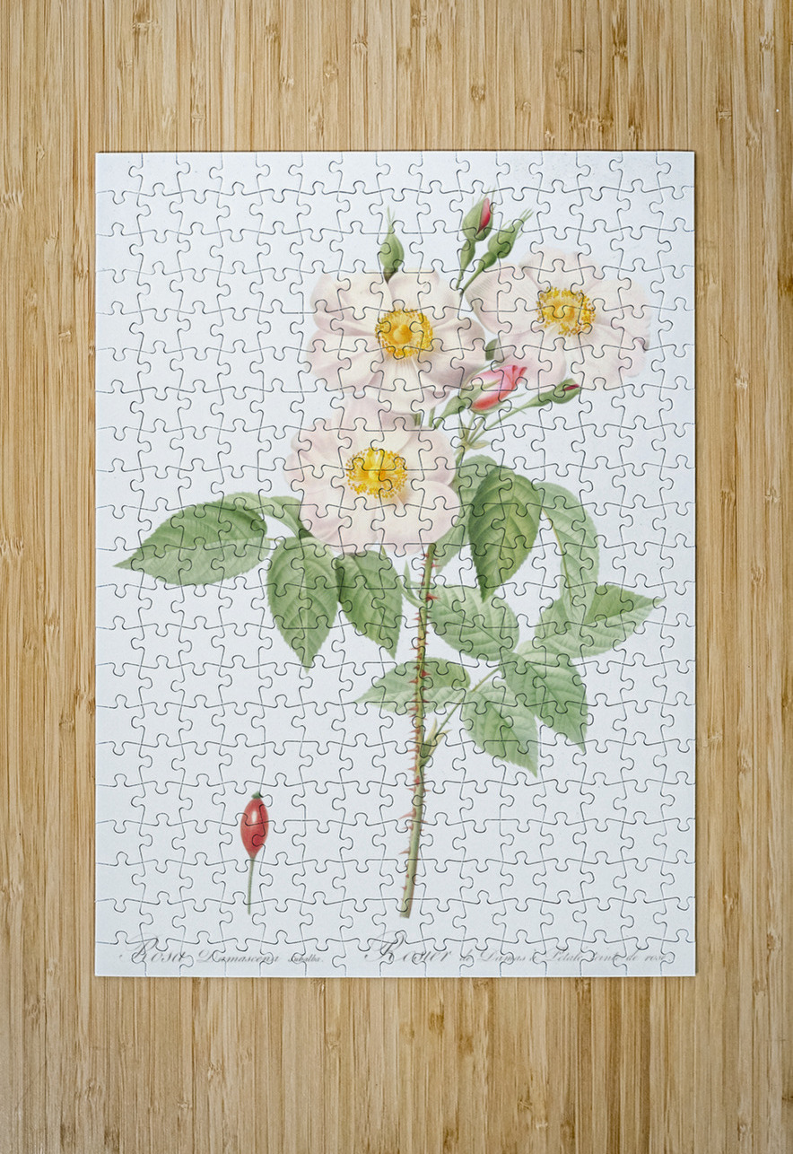 Blooming damask roses IStockHistory com Puzzle printing