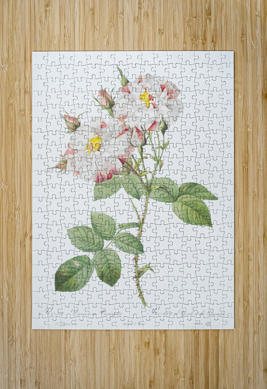 White damask rose IStockHistory com Puzzle printing