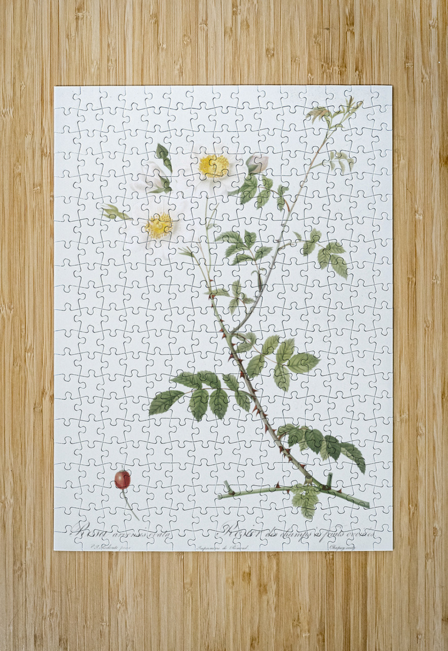White field roses IStockHistory com Puzzle printing