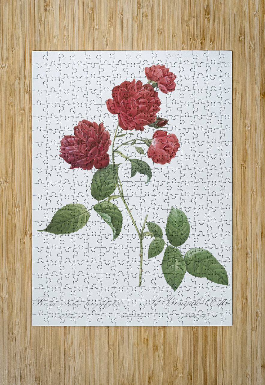 Anemone flowered rose IStockHistory com Puzzle printing