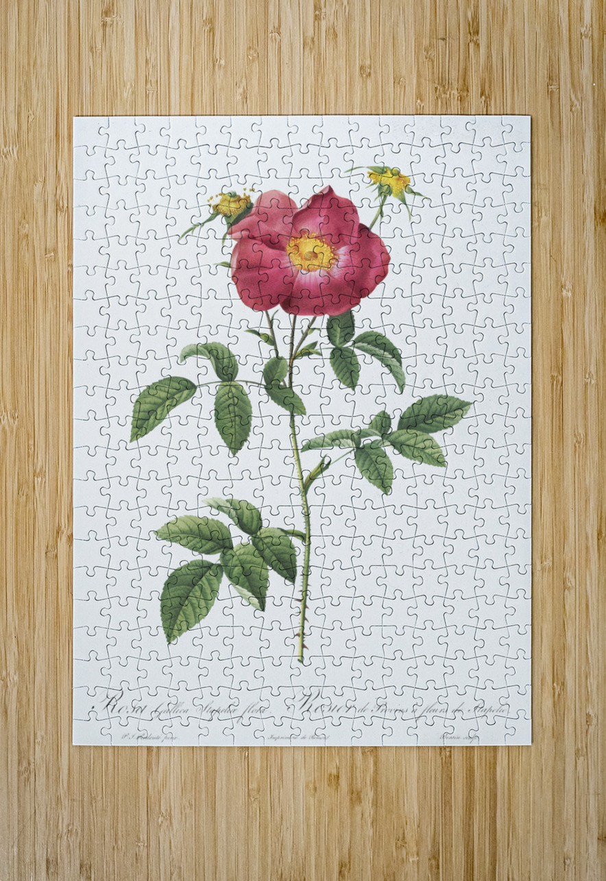 Stapelia rose in bloom IStockHistory com Puzzle printing