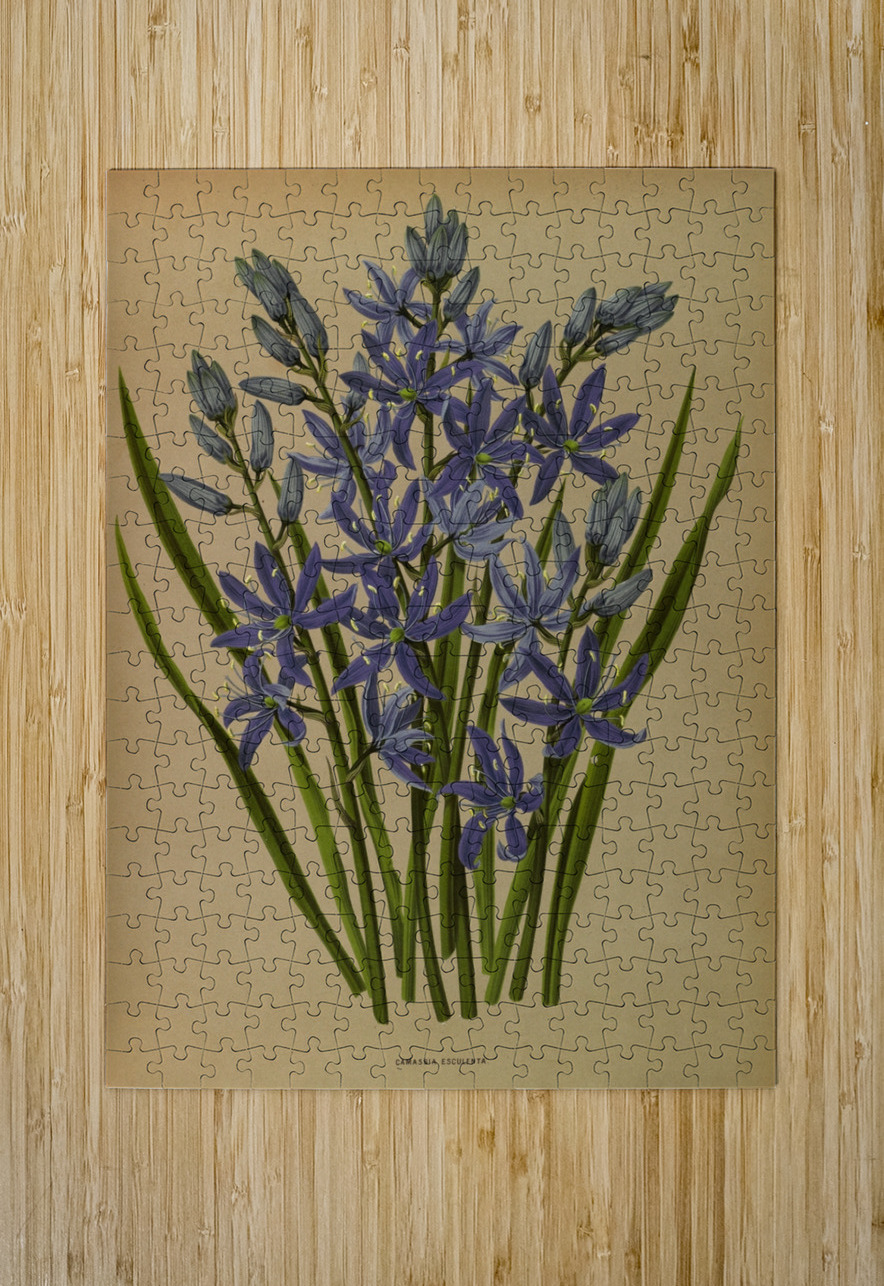 Album van Eeden : Haarlems flora : 1872-1881 IStockHistory com Puzzle printing