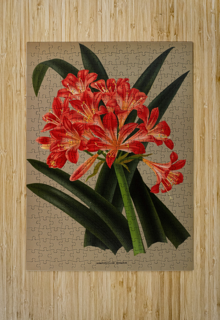 Album van Eeden : Haarlems flora : 1872-1881 IStockHistory com Puzzle printing