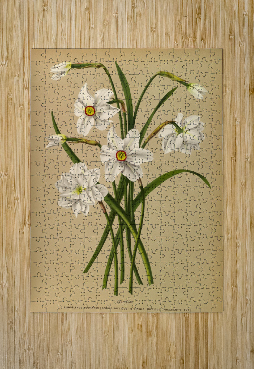 Album van Eeden : Haarlems flora : 1872-1881 IStockHistory com Puzzle printing