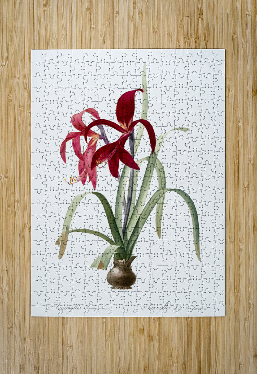 Lily illustration  IStockHistory com Puzzle printing