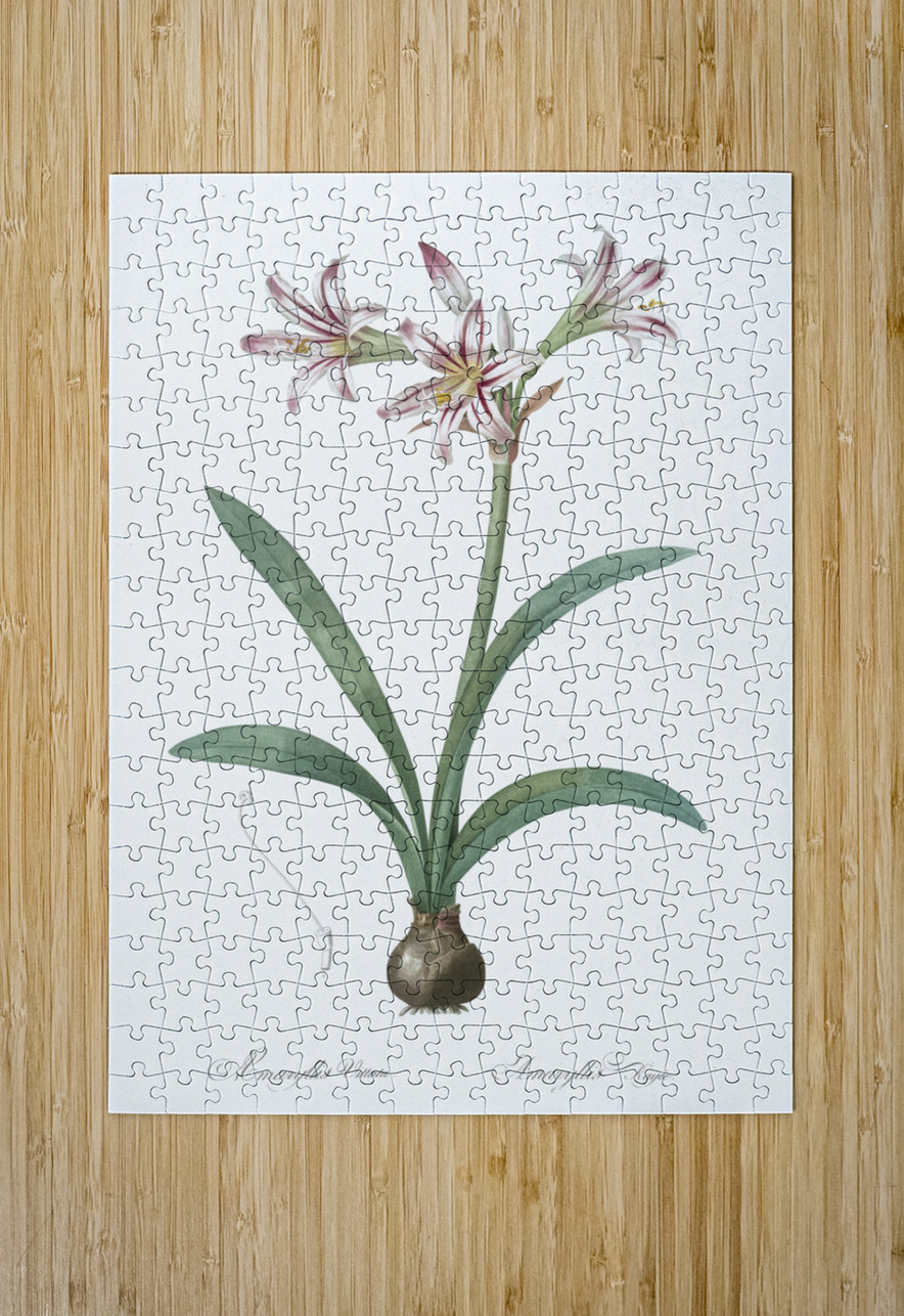 Amaryllis illustration  IStockHistory com Puzzle printing