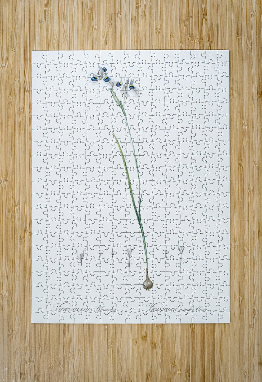 Vieusseuxia glaucopis illustration  IStockHistory com Puzzle printing