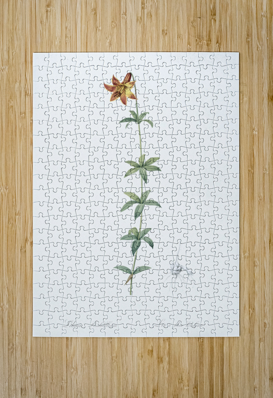 Lilium penduliflorum illustration  IStockHistory com Puzzle printing