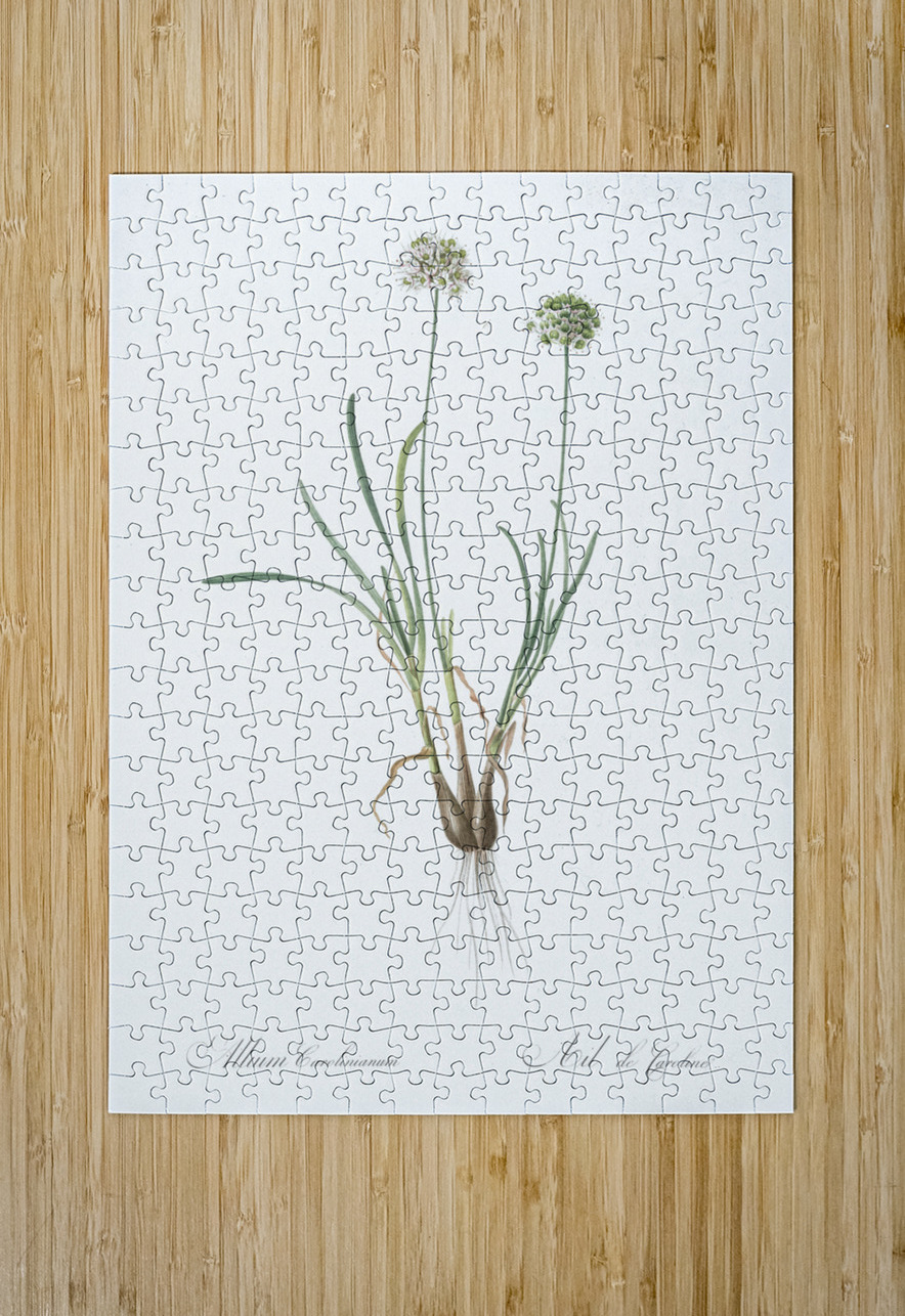 Allium carolinianum illustration  IStockHistory com Puzzle printing