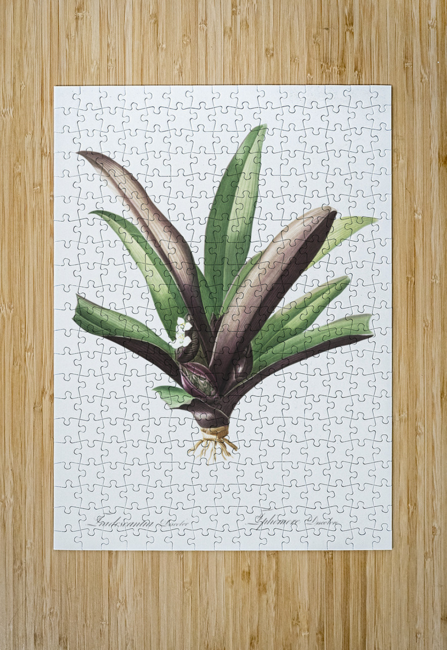 Boat lily illustration  IStockHistory com Puzzle printing